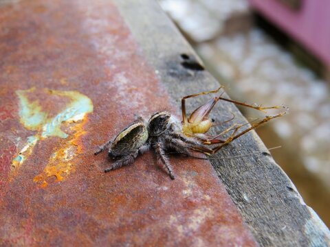 Aranha alimentando-se de um grilo