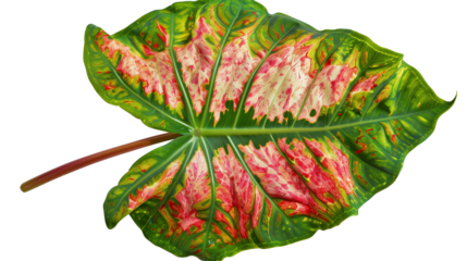 A large Caladium leaf with a striking red and green pattern, isolated on transparent background