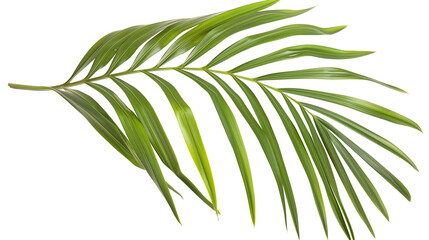 A Kentia Palm leaf with long, slender fronds, isolated on transparent background