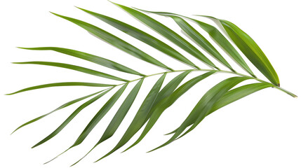 A Kentia Palm leaf with long, slender fronds, isolated on transparent background