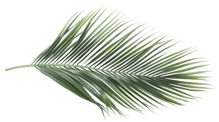 Obraz premium A close-up of an Areca Palm leaf with its feathery fronds, isolated on transparent background