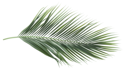 A close-up of an Areca Palm leaf with its feathery fronds, isolated on transparent background