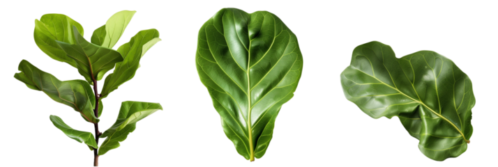 set of Fiddle Leaf Fig leaves with wavy edges, isolated on transparent background