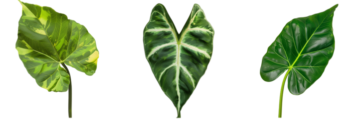 set of Syngonium leaves with arrowhead shapes, isolated on transparent background
