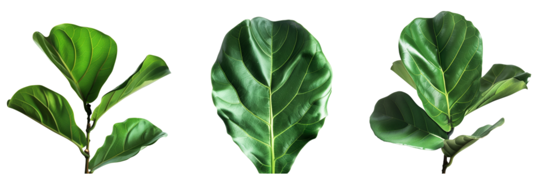 set of Fiddle Leaf Fig leaves with wavy edges, isolated on transparent background