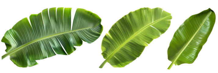 set of Banana leaves with distinct shapes, isolated on transparent background