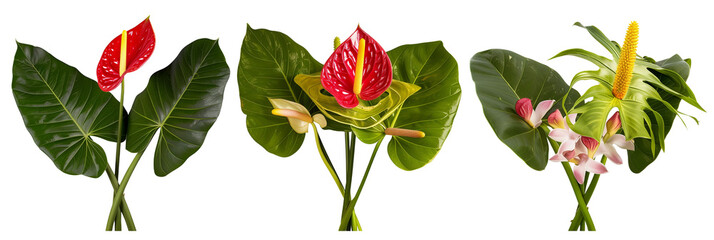 set of arrangements of anthuriums with banana palm leaves, isolated on transparent background