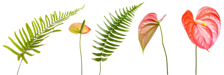 set of settings of anthuriums with fern fronds, isolated on transparent background