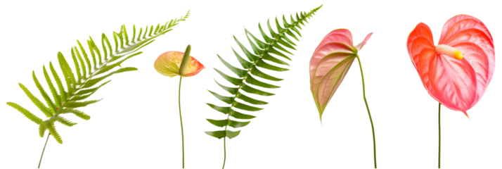 set of settings of anthuriums with fern fronds, isolated on transparent background