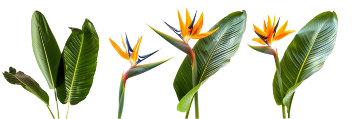 set of pairings of bird of paradise flowers with banana palm leaves, isolated on transparent background