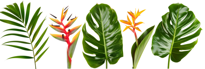 set of displays of heliconia with palm fronds and monstera leaves, isolated on transparent background
