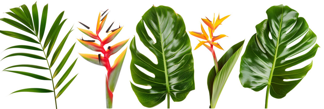 set of displays of heliconia with palm fronds and monstera leaves, isolated on transparent background