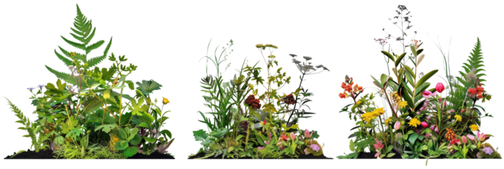 set of scenes of wildflowers with ferns and lush greenery, isolated on transparent background