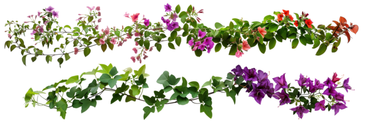set of types of flowering creepers with blooms of various colors, isolated on transparent background