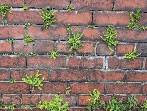 A brick wall covered in wall ferns