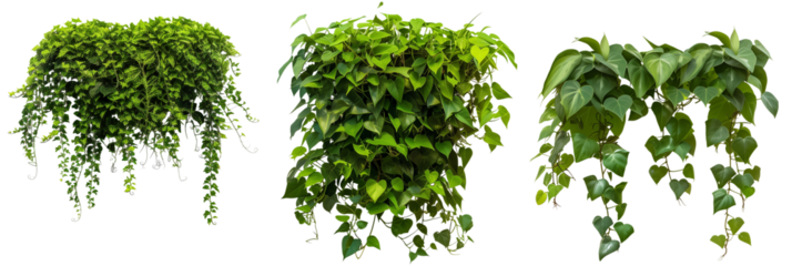set of rainforest creepers with glossy leaves and thick growth, creating lush green walls, isolated on transparent background
