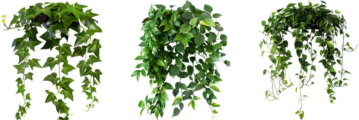 set of rainforest creepers with glossy leaves and thick growth, creating lush green walls, isolated on transparent background