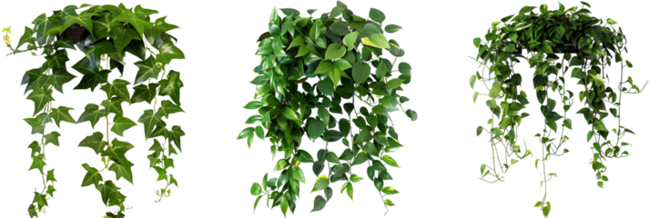 set of rainforest creepers with glossy leaves and thick growth, creating lush green walls, isolated on transparent background
