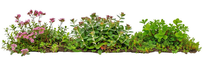 set of creeping ground covers with small flowers, used for landscaping, isolated on transparent background
