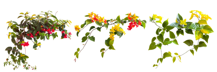 set of tropical creepers with striking yellow and red flowers, ideal for bright landscapes, isolated on transparent background