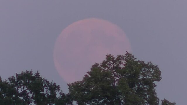 Pink moon disc during moon rise of full moon in July called Buck Moon, over summer trees - timelapse. Topics: weather, astronomy, natural environment, dusk