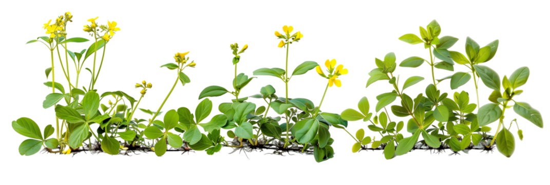 set of creeper plants with small yellow flowers, thriving along riverside areas, isolated on transparent background