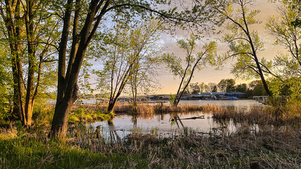Obraz premium Marsh at Golden Hour in the Spring