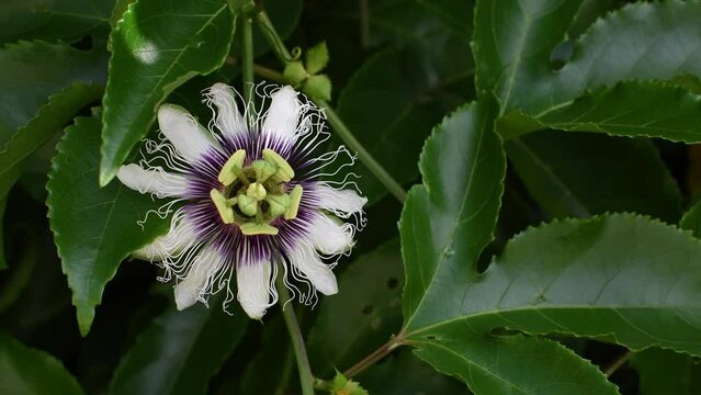 4K video of close up Beautiful passion flower on a passion vine. Lush covering plant. Beautiful tropical flower. Relaxation, meditation concept