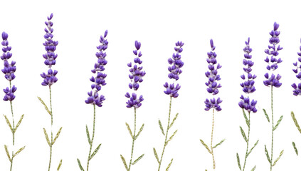 PNG Little Lavender lavender pattern embroidery.