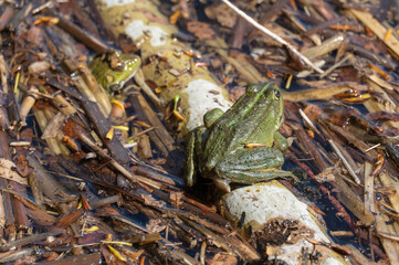 Marsh frog sits in lake and watches close-up. Green toad species of tailless amphibians of family...