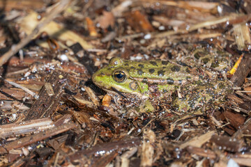 Marsh frog sits in lake and watches close-up. Green toad species of tailless amphibians of family ranidae. Single reptile of pelophylax ridibundus common in water. Portrait wet wild animal in pond.