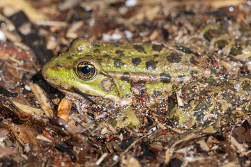 Marsh frog sits in lake and watches close-up. Green toad species of tailless amphibians of family ranidae. Single reptile of pelophylax ridibundus common in water. Portrait wet wild animal in pond.
