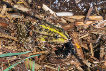 Marsh frog sits in lake and watches close-up. Green toad species of tailless amphibians of family ranidae. Single reptile of pelophylax ridibundus common in water. Portrait wet wild animal in pond.