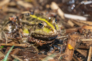 Marsh frog sits in lake and watches close-up. Green toad species of tailless amphibians of family ranidae. Single reptile of pelophylax ridibundus common in water. Portrait wet wild animal in pond.