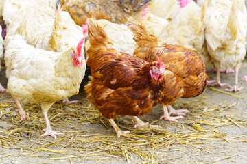 Chickens, their feathers ruffling in the wind as they survey their surroundings and peck at the ground.