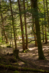 Sunset Light in the Forest 