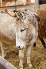 Donkey feeds on hay, showcasing its strength and elegance in the peaceful setting. Vertical photo