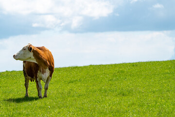 Front view of one cow looking to the left on the meadow