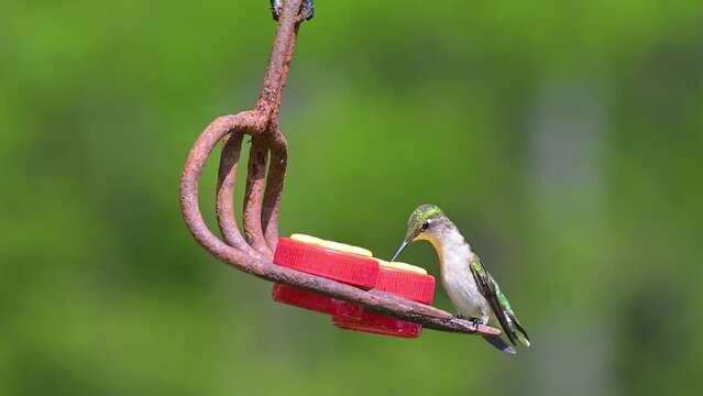 Spring in Upstate NY brings warmer temperatures and Hummingbirds.  Fist week of May the Hummingbirds arrive in Windsor in Upstate NY like clockwork.  Slow Motion Video of bird hovering and feeding.