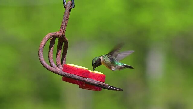 Spring in Upstate NY brings warmer temperatures and Hummingbirds.  Fist week of May the Hummingbirds arrive in Windsor in Upstate NY like clockwork.  Slow Motion Video of bird hovering and feeding.