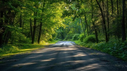 Fototapeta premium A peaceful road surrounded by green foliage basked in sunlight, showcasing nature’s calm