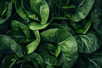 Fototapeta premium Detailed view of vibrant green bok choy leaves, A close-up of vibrant green bok choy leaves against a dark background
