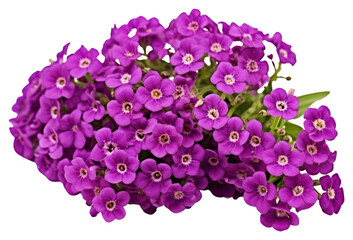 Obraz premium PNG Flower purple petal plant