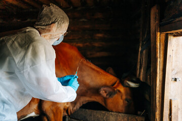 Focused veterinarian in sterile attire is injecting a vaccine into a cow inside a dimly lit barn....