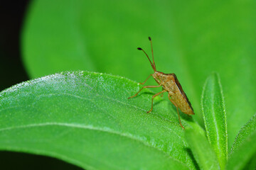 a squash bug on a leaf, macro photography, close up, insect.