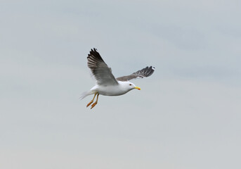 Lesser black-backed gull (Larus fuscus) flying in the sky in summer.	
