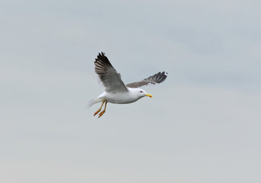 Lesser black-backed gull (Larus fuscus) flying in the sky in summer.	
