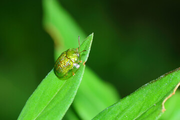 a ladybug perched on a leaf, macro photography, close up, insect.