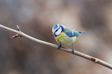 Eurasian blue tit (Cyanistes caeruleus) sitting on a branch in the garden in spring.	
