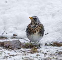 Fieldfare (Turdus pilaris) looking for food in the garden in spring.